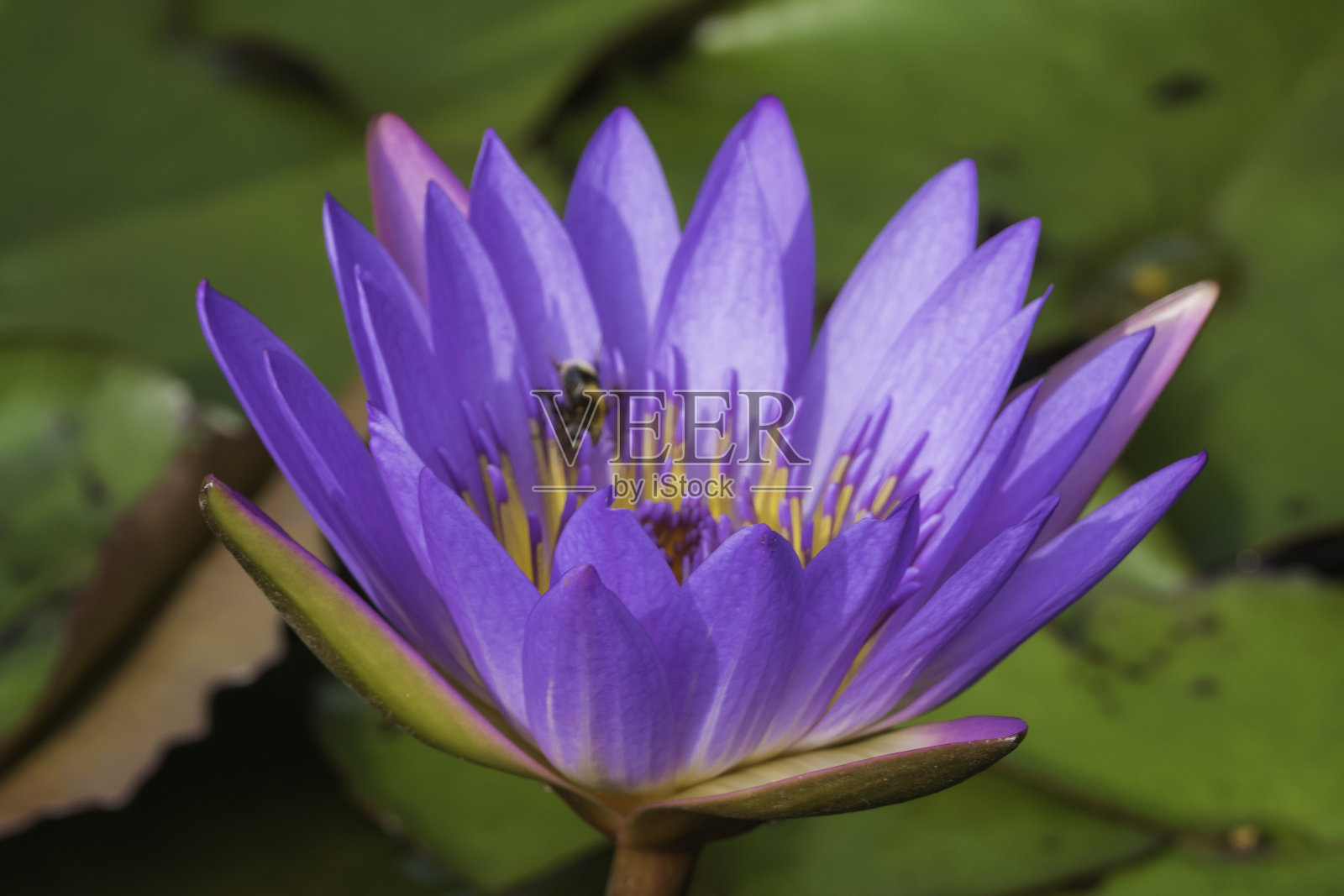 睡莲花里有大黄蜂照片摄影图片