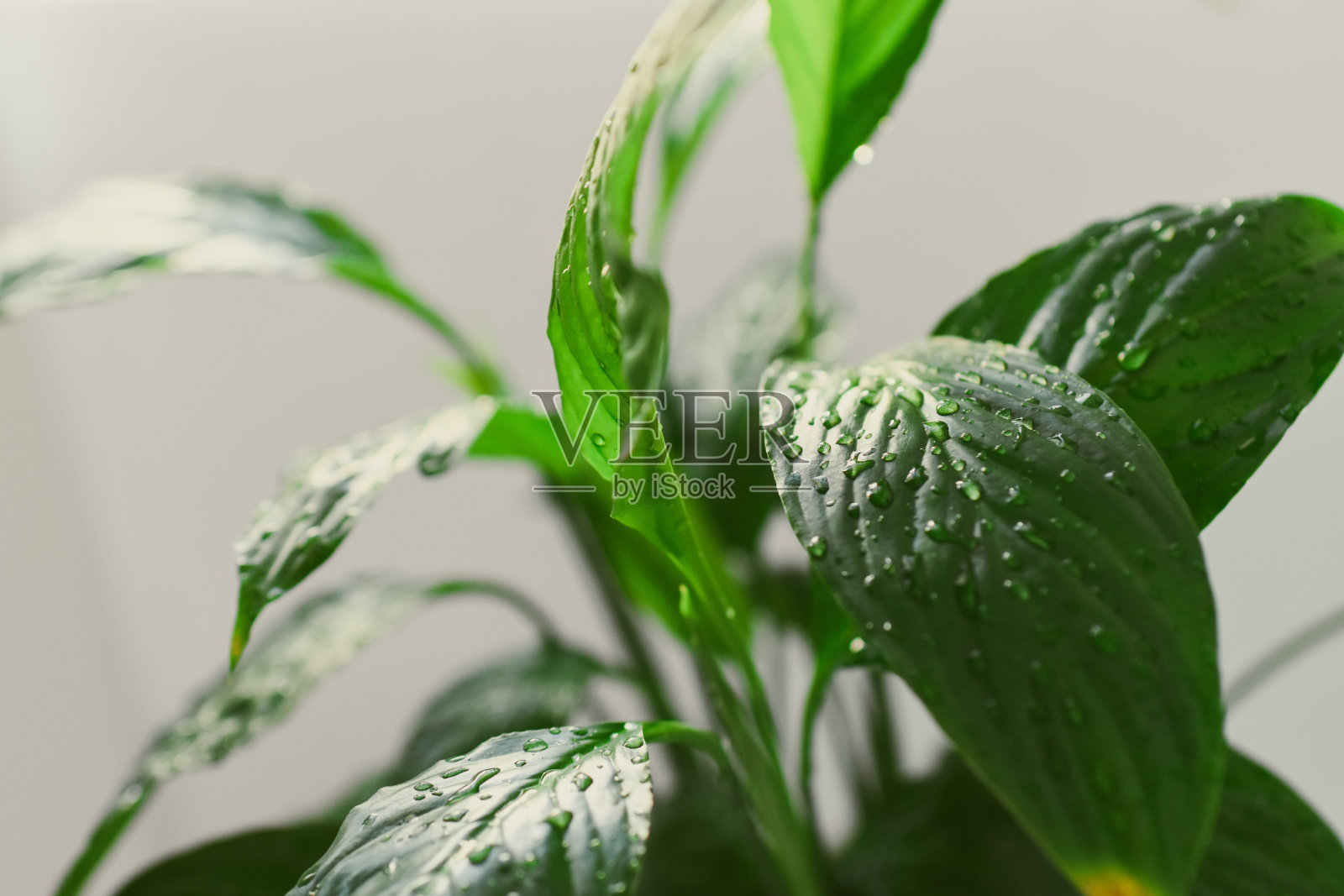 家用绿色盆栽植物照片摄影图片