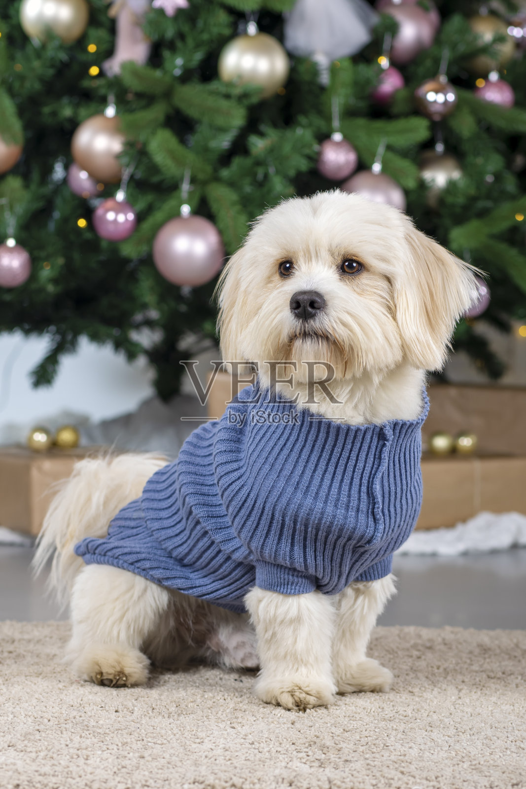 可爱的比雄哈瓦那狗在圣诞节拍摄照片摄影图片