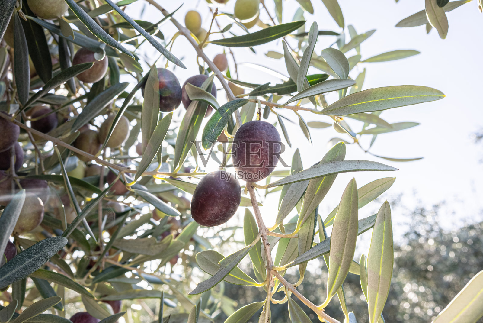 橄榄树枝照片摄影图片