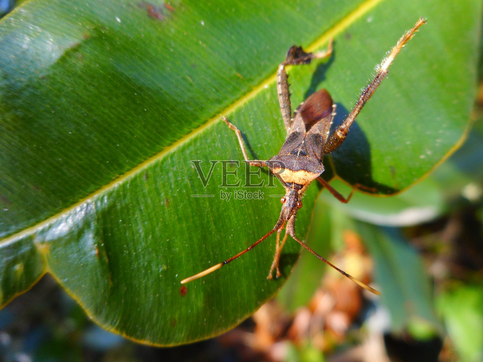 蚊子臭虫照片摄影图片