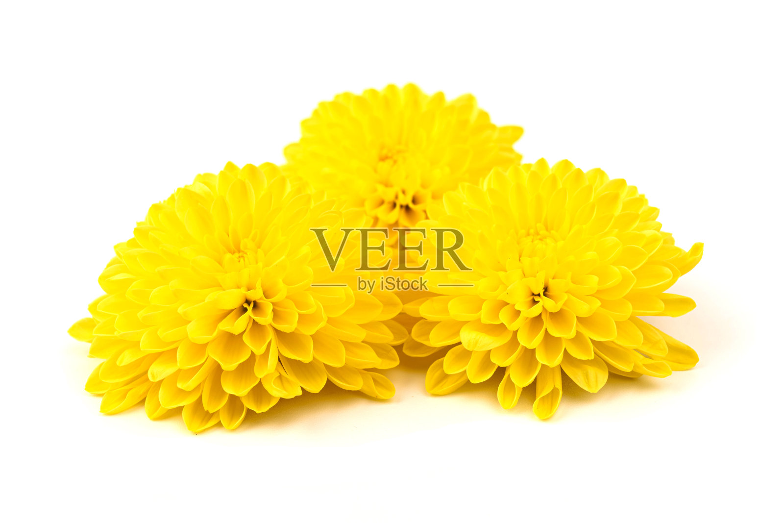 黄菊花花,孤立在白色背景上。非洲菊菊花开花。照片摄影图片