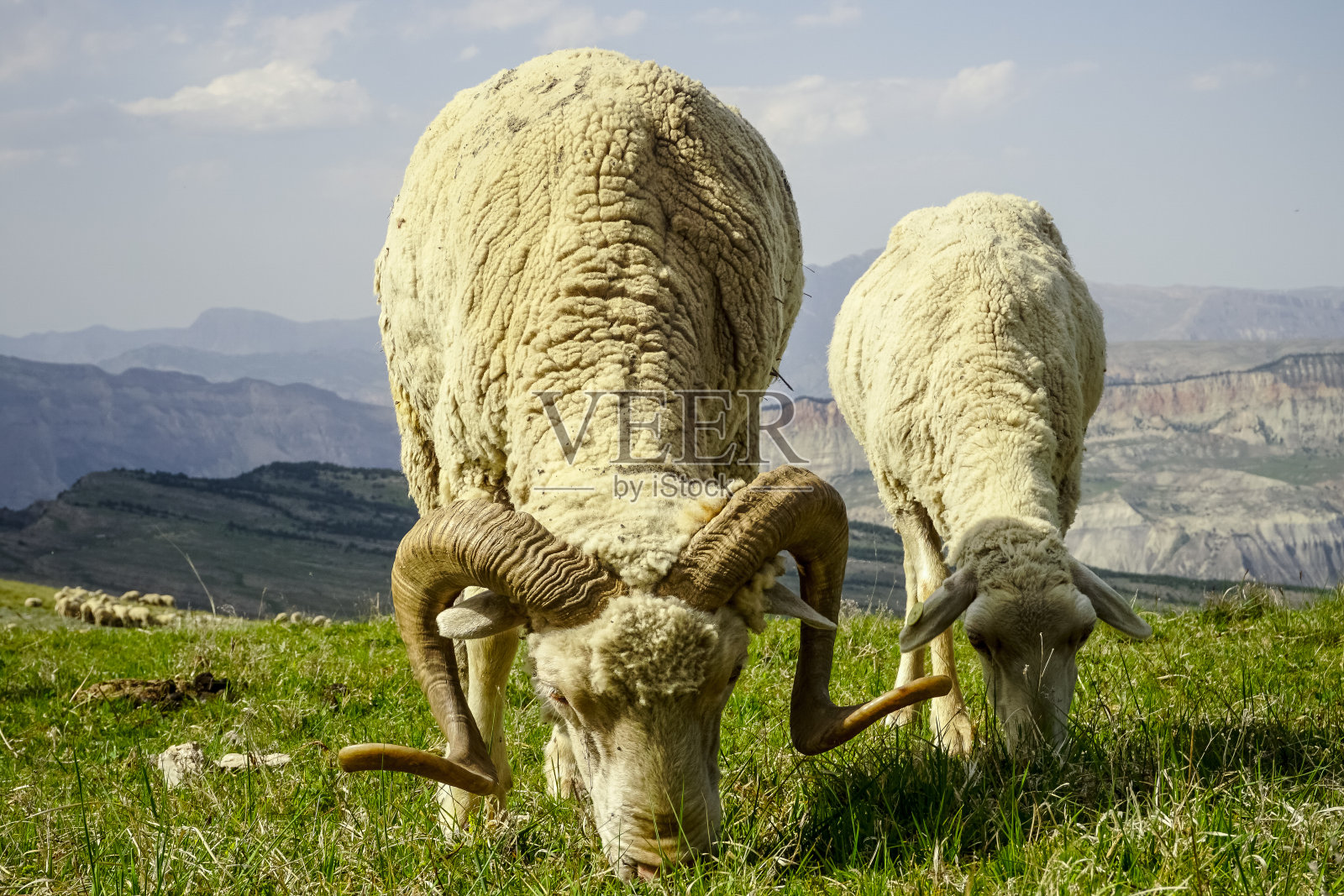 长着大角的绵羊在山上的草地上吃草照片摄影图片