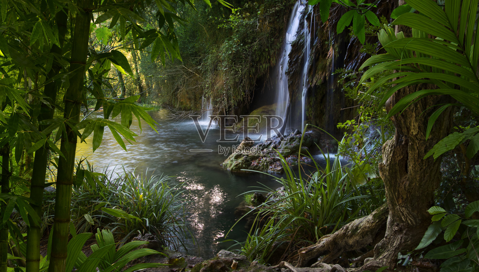 热带雨林照片摄影图片