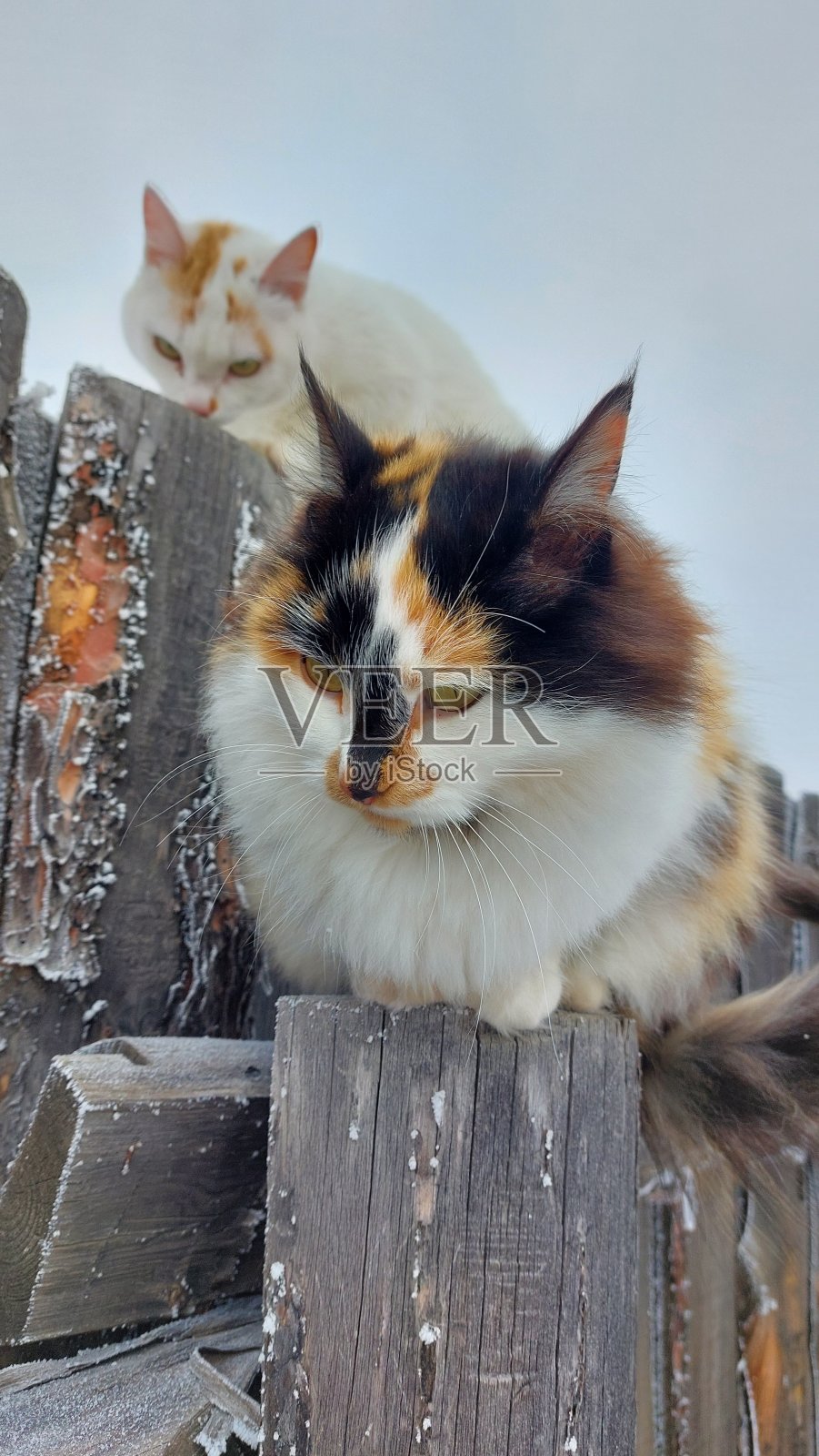 冬天,毛茸茸的猫坐在满是雪花的篱笆上照片摄影图片