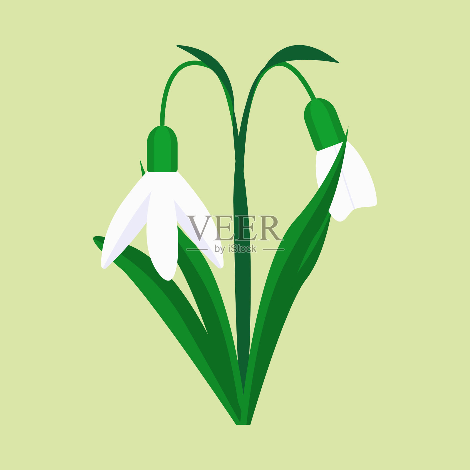 白色雪莲花花矢量插图插画图片素材