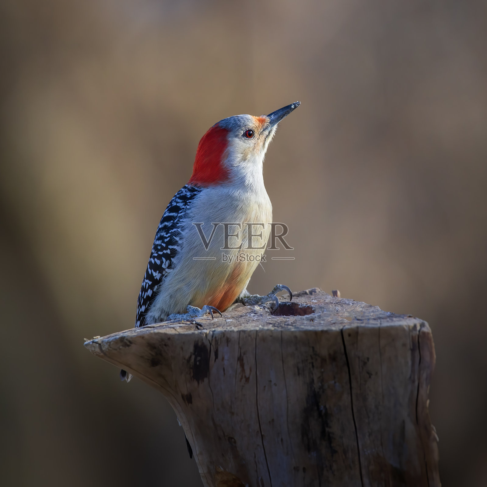 红色的大肚子的啄木鸟照片摄影图片