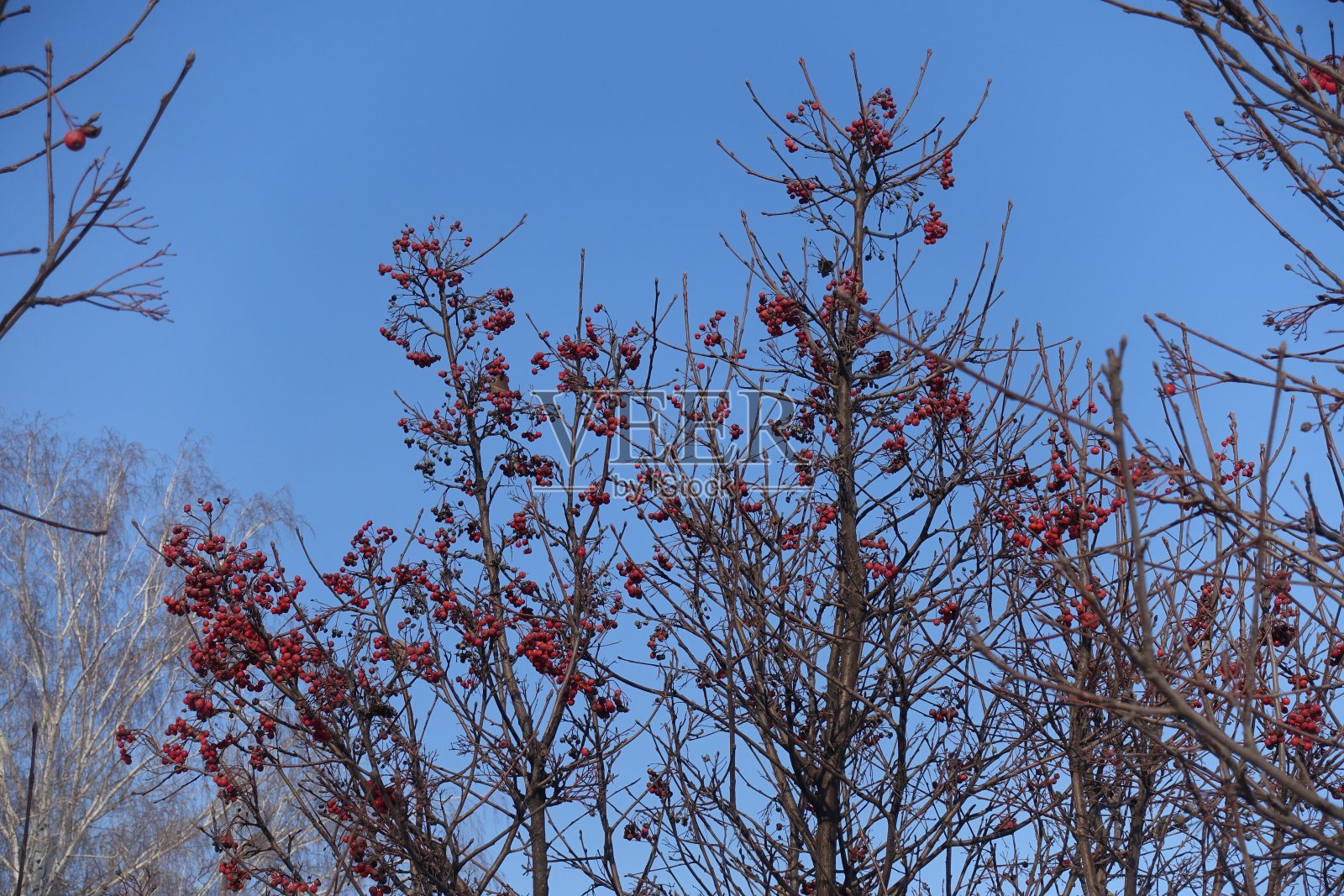 1月碧空无云,花楸枝红照片摄影图片