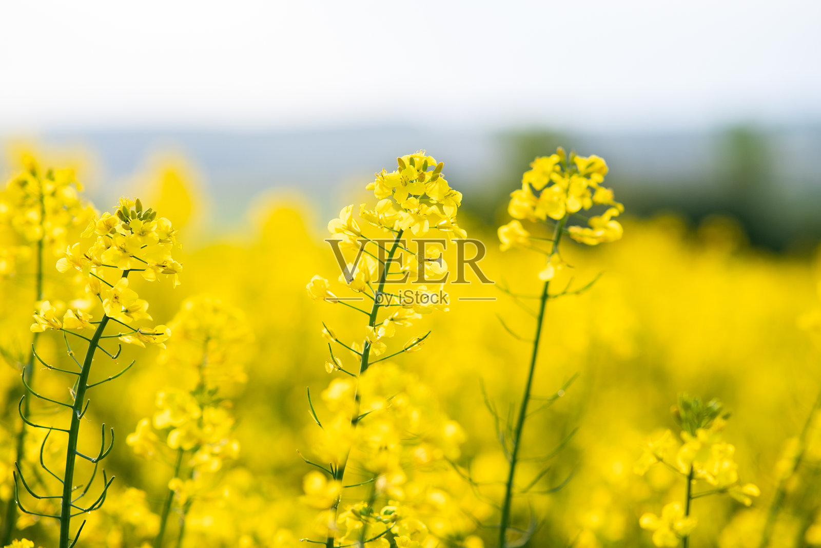 近距离拍摄春天农田里盛开的黄色油菜籽。照片摄影图片