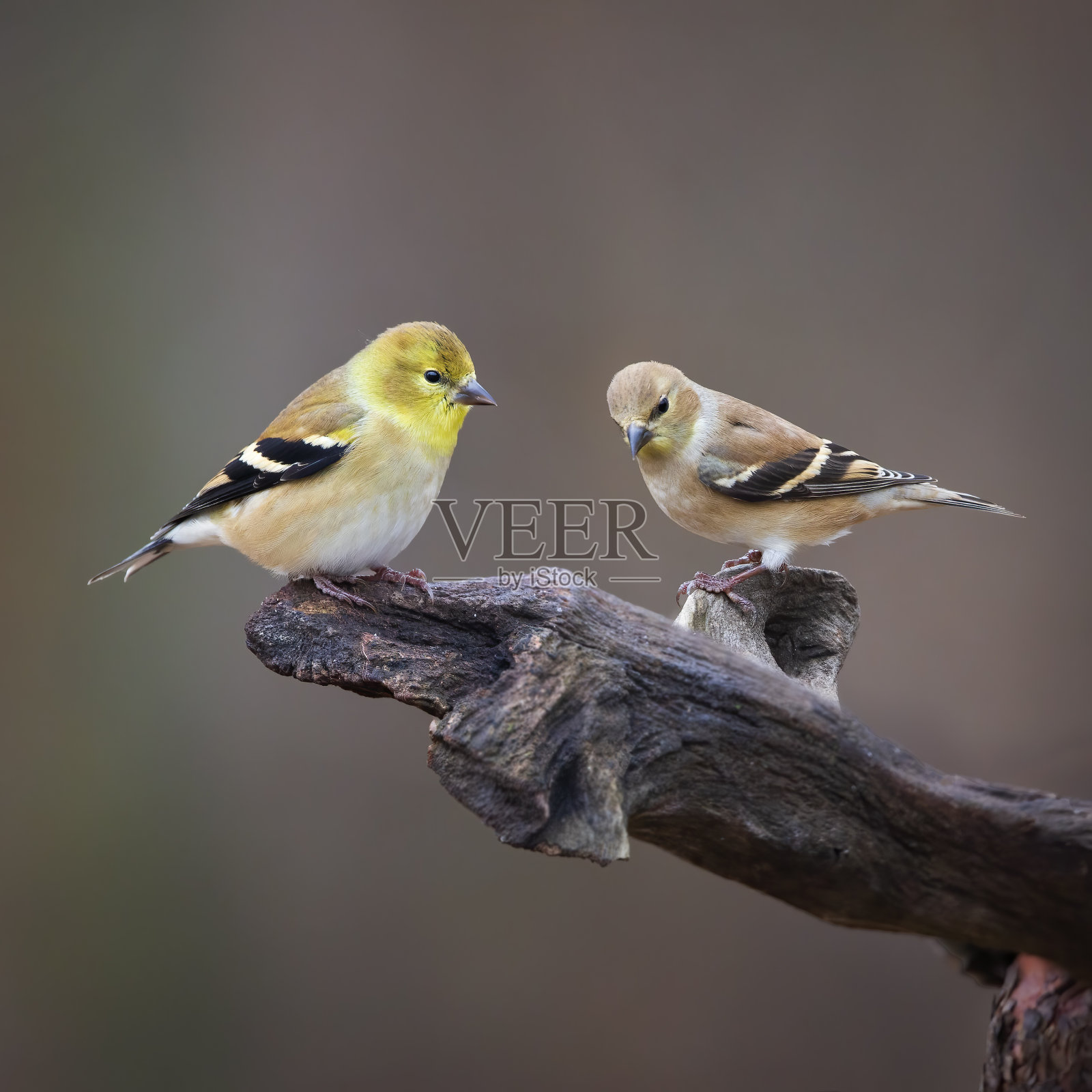 两个金翅照片摄影图片