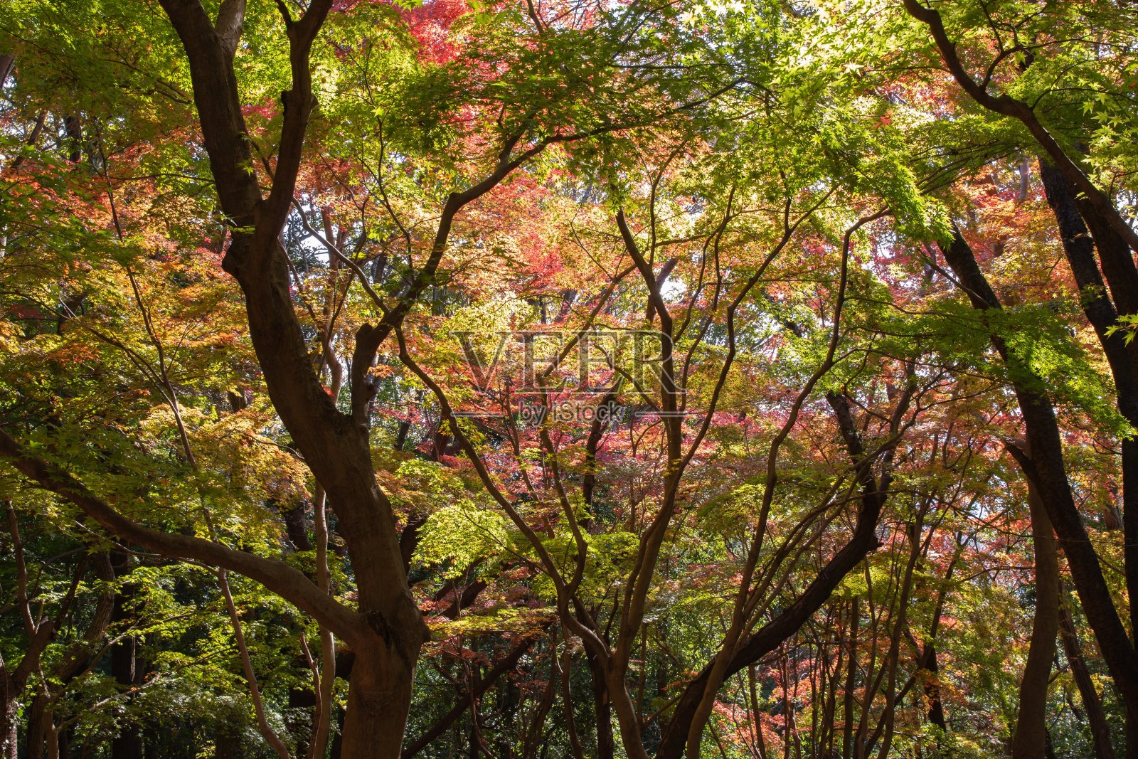 茨城县筑波山的秋叶照片摄影图片