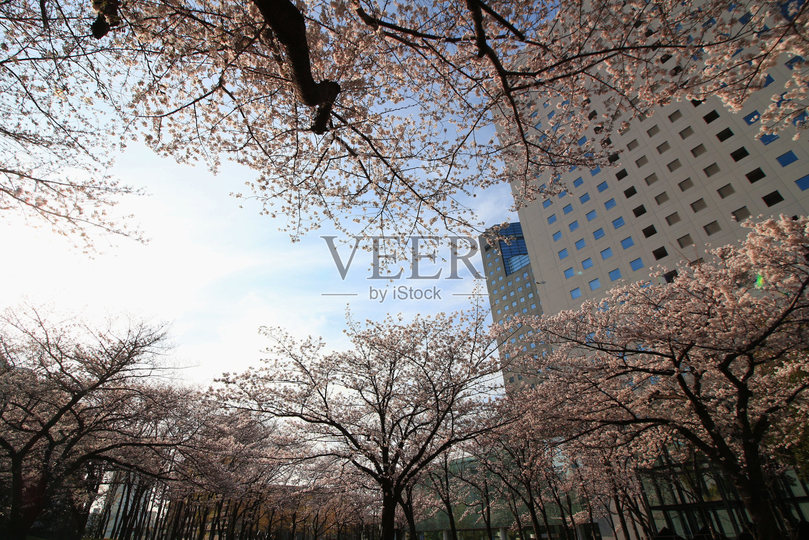 樱花盛开的日本城市景观照片摄影图片