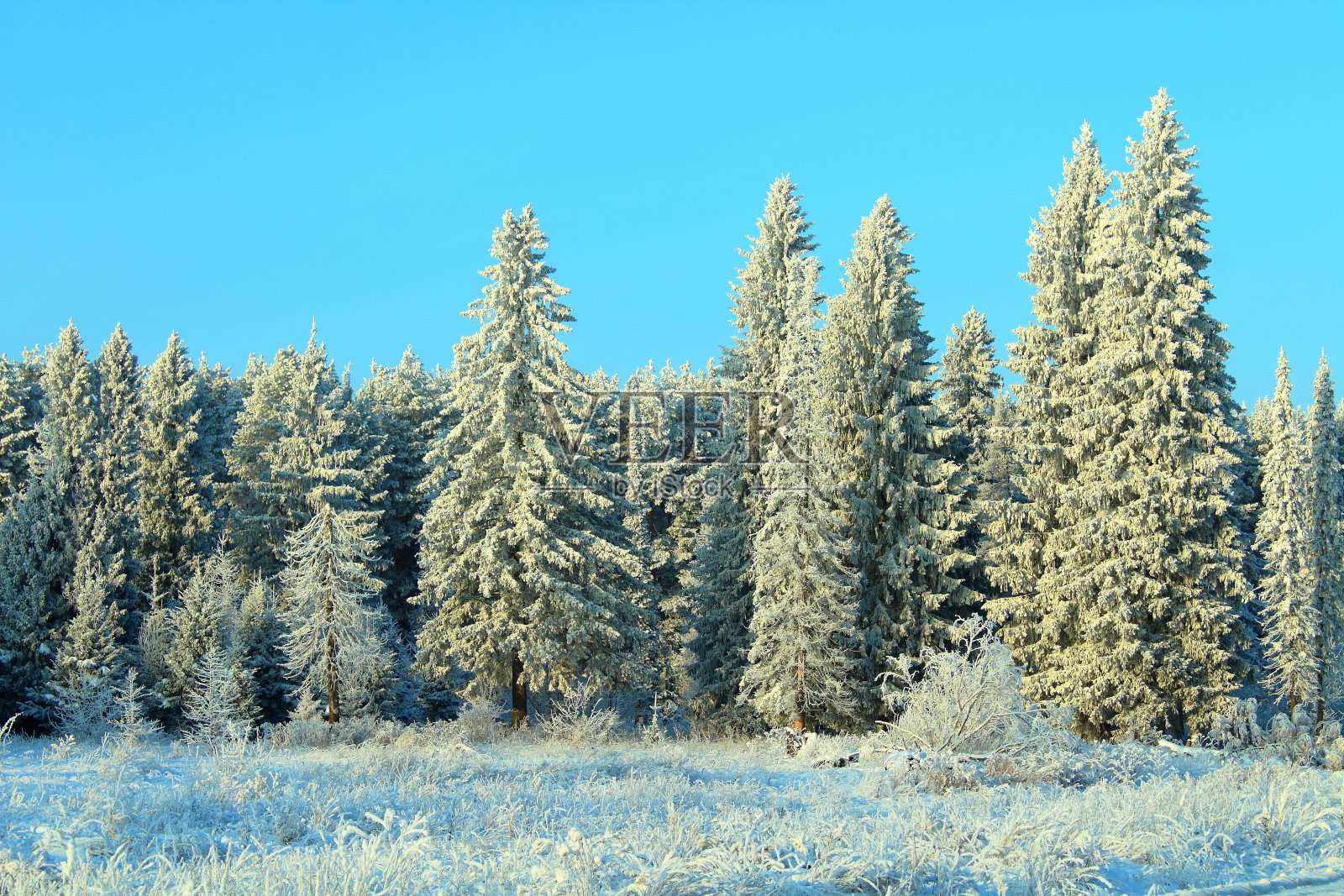 美丽的圣诞冬季森林。被雪覆盖的树。精彩的观点。背景。景观。照片摄影图片
