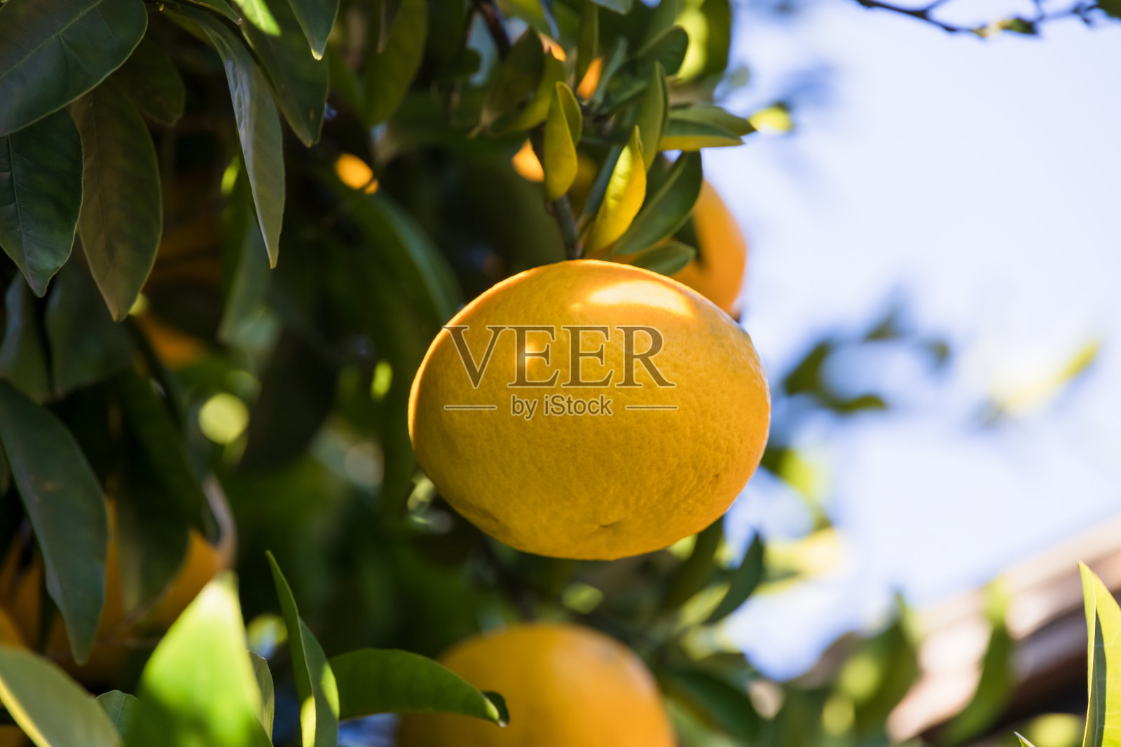 新鲜的橙子,颜色漂亮照片摄影图片