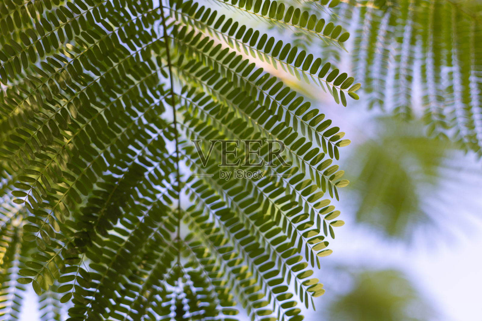 在蓝色的天空背景下的副洋花树叶。有选择性的重点。照片摄影图片