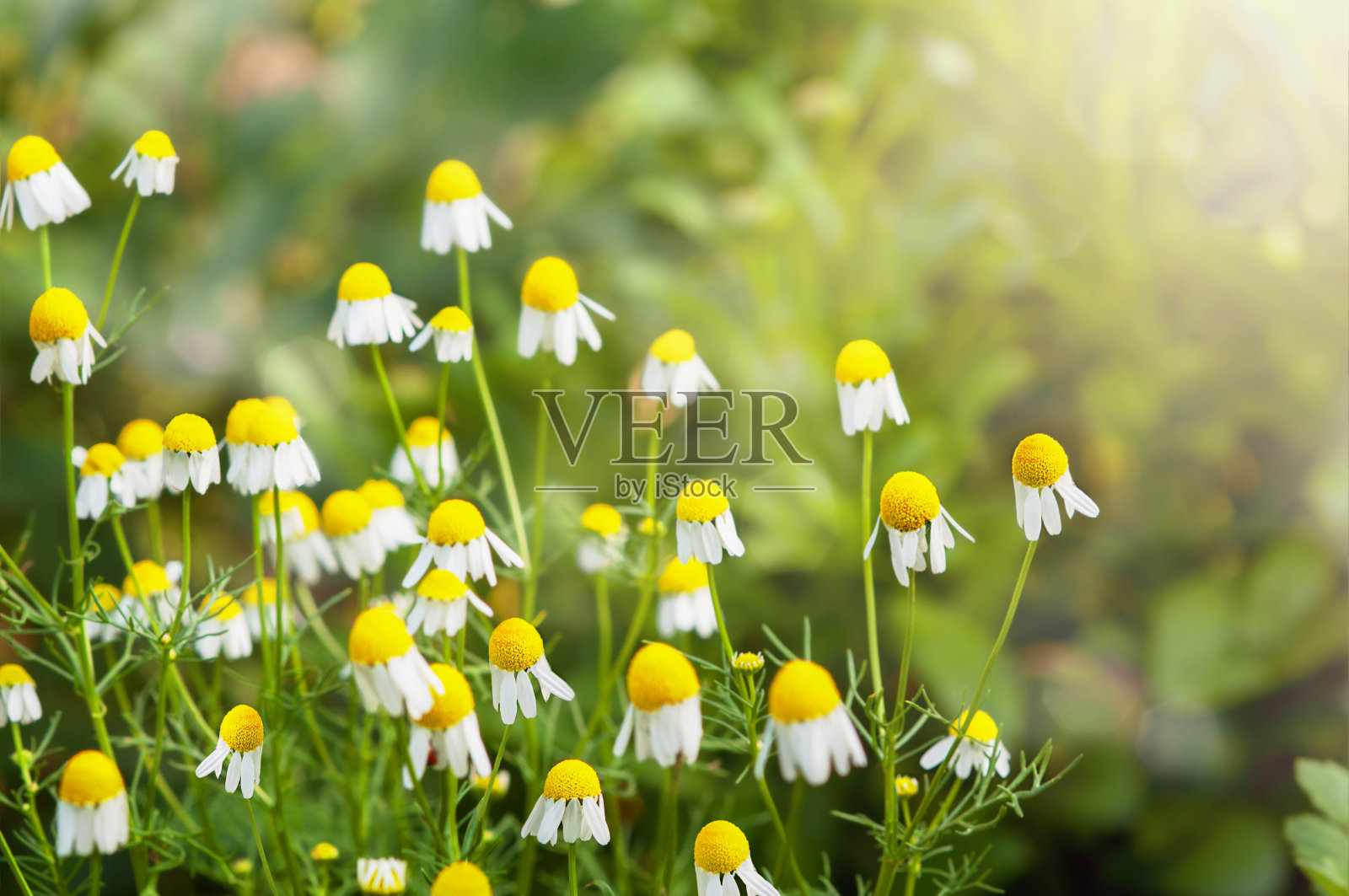 阳光下的甘菊照片摄影图片