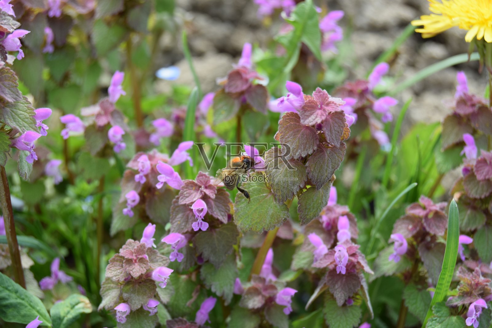 近距离观察一种紫色的花被称为紫色大天使和紫色deadnettle在唇形科。有选择性的重点照片摄影图片