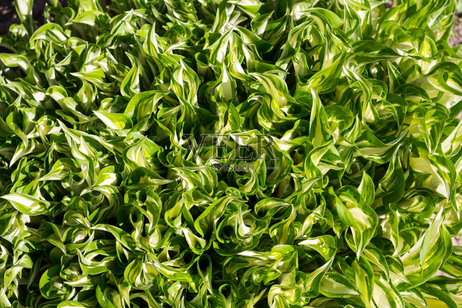 许多玉簪叶。Hósta)是绿黄色的。列宁格勒region.Russia。照片摄影图片