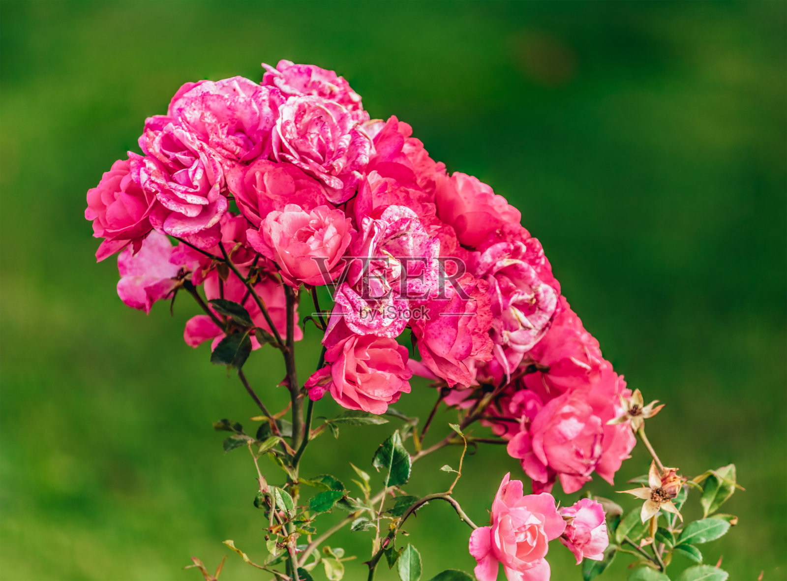 花园里美丽的粉红色玫瑰照片摄影图片