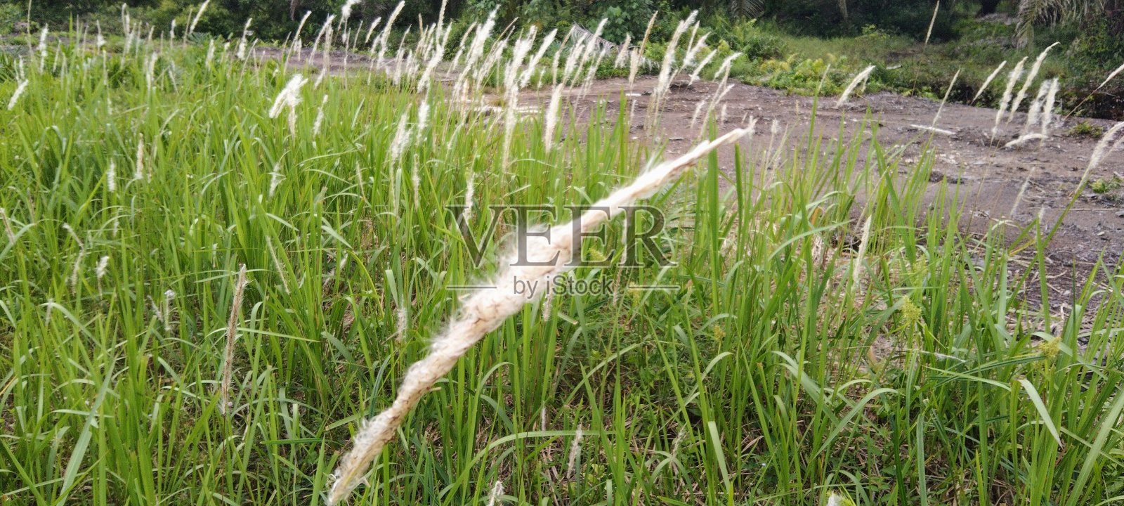 绿色的野草上开着白色的花照片摄影图片