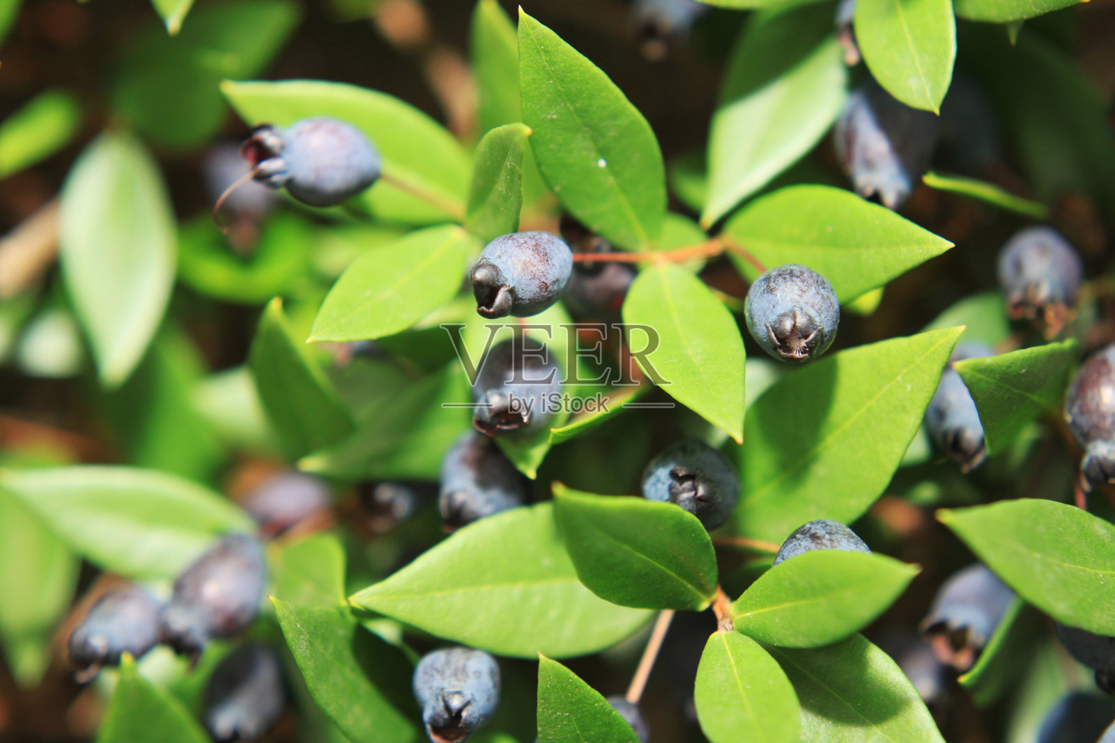 有桃金娘浆果的灌木照片摄影图片