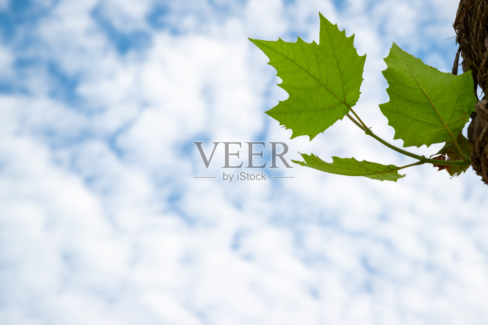 绿色的叶子特写。天空和植物。照片摄影图片