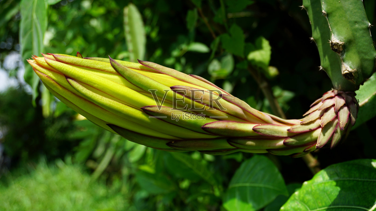 多根螈螈照片摄影图片