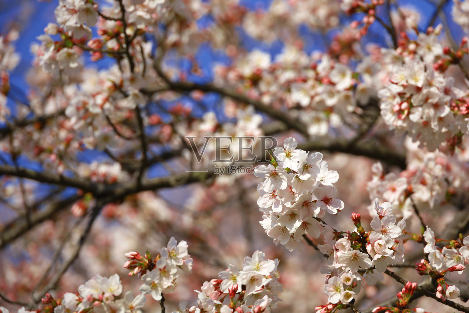 樱花的特写照片照片摄影图片