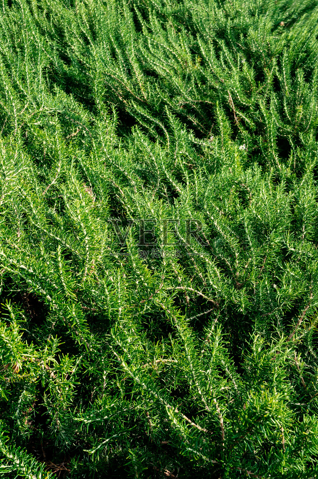 新鲜的迷迭香在户外生长。新鲜的有机香草生长在城市的街道上。调味料,健康的口味,烹饪的本质。食品配料照片摄影图片