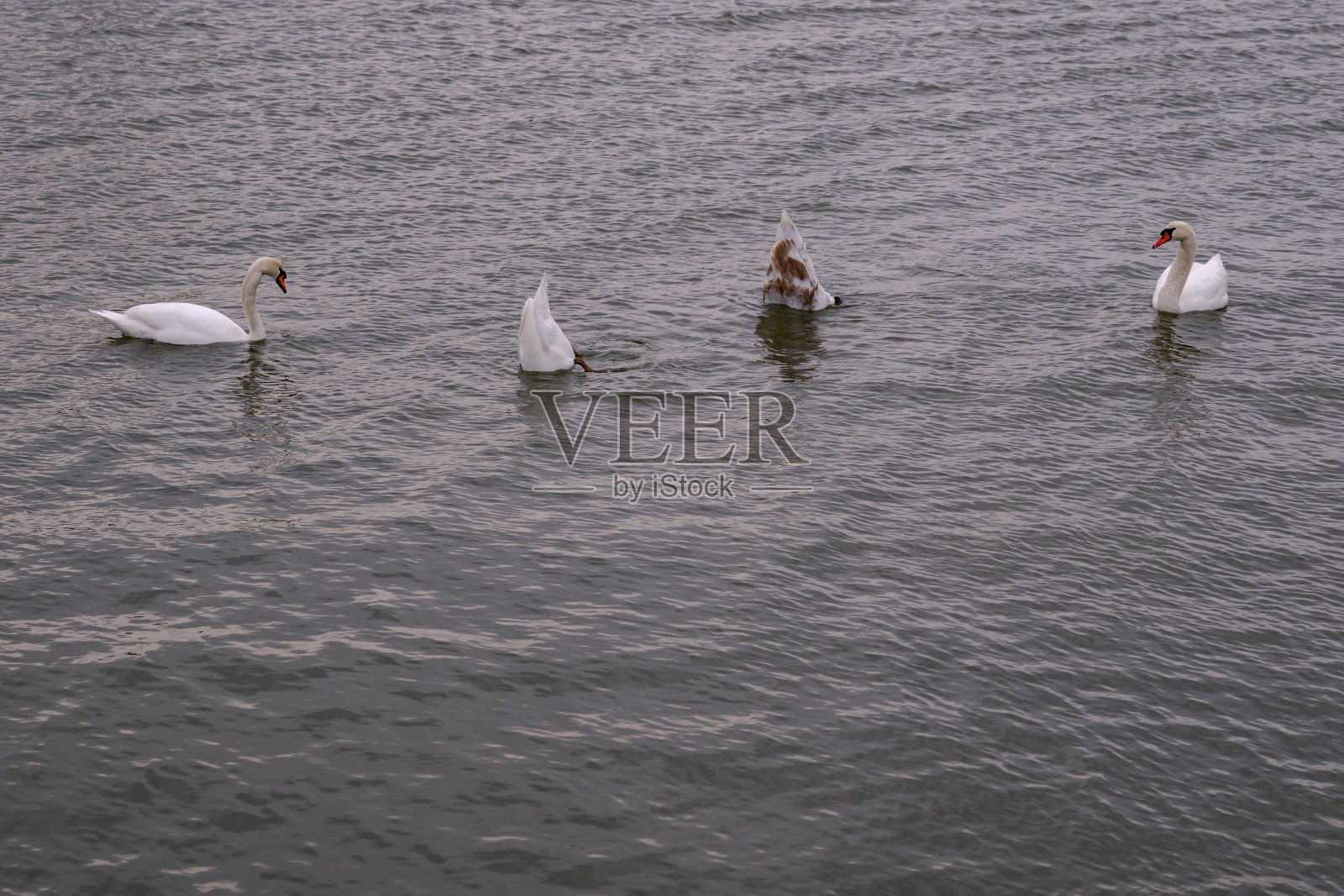 四个天鹅照片摄影图片