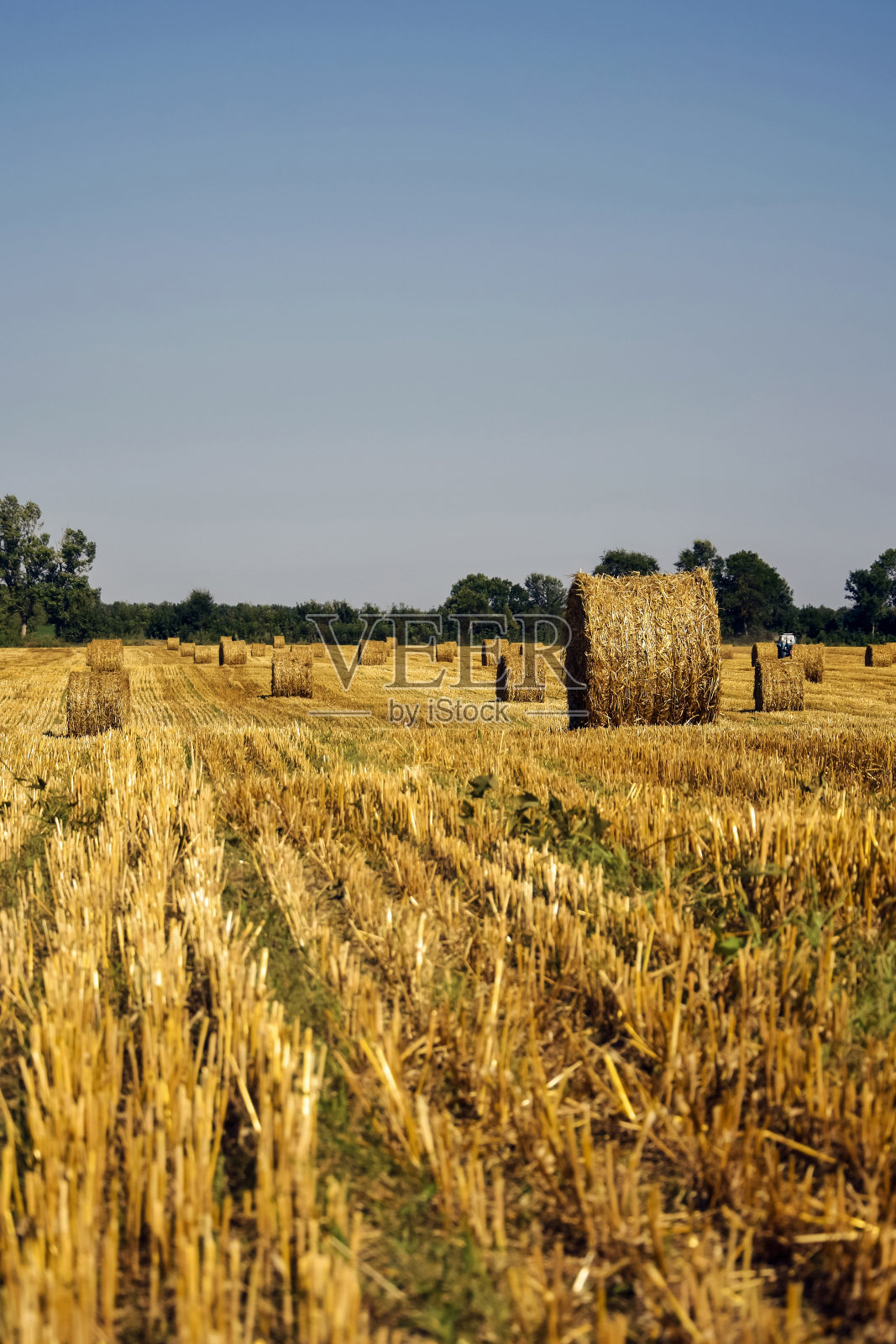 夏天收获的田野里有大的圆捆稻草。农田,蓝天。割下的小麦残茬。垂直的照片。副本的空间。有选择性的重点。照片摄影图片