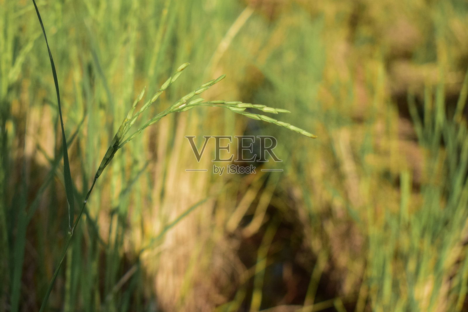 嫩嫩的稻苗和绿色的茎在绿色的背景上。性质说明照片摄影图片