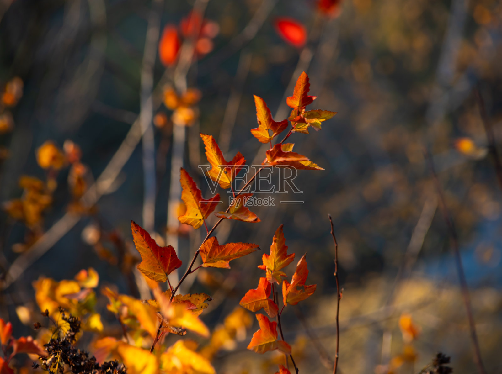 秋天树叶会变色。叶子的特写,特别关注或红色的叶子照片摄影图片