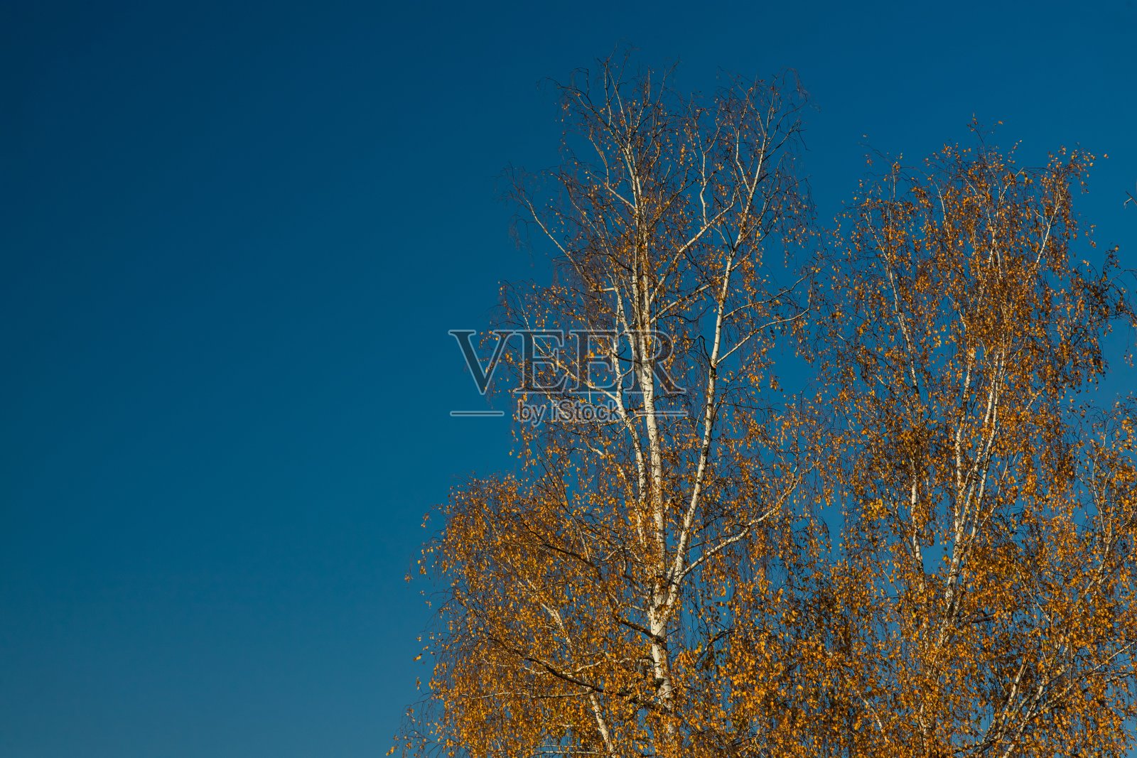 白桦树冠上黄色的叶子映衬着蓝色的天空。秋天的树。秋天照片摄影图片