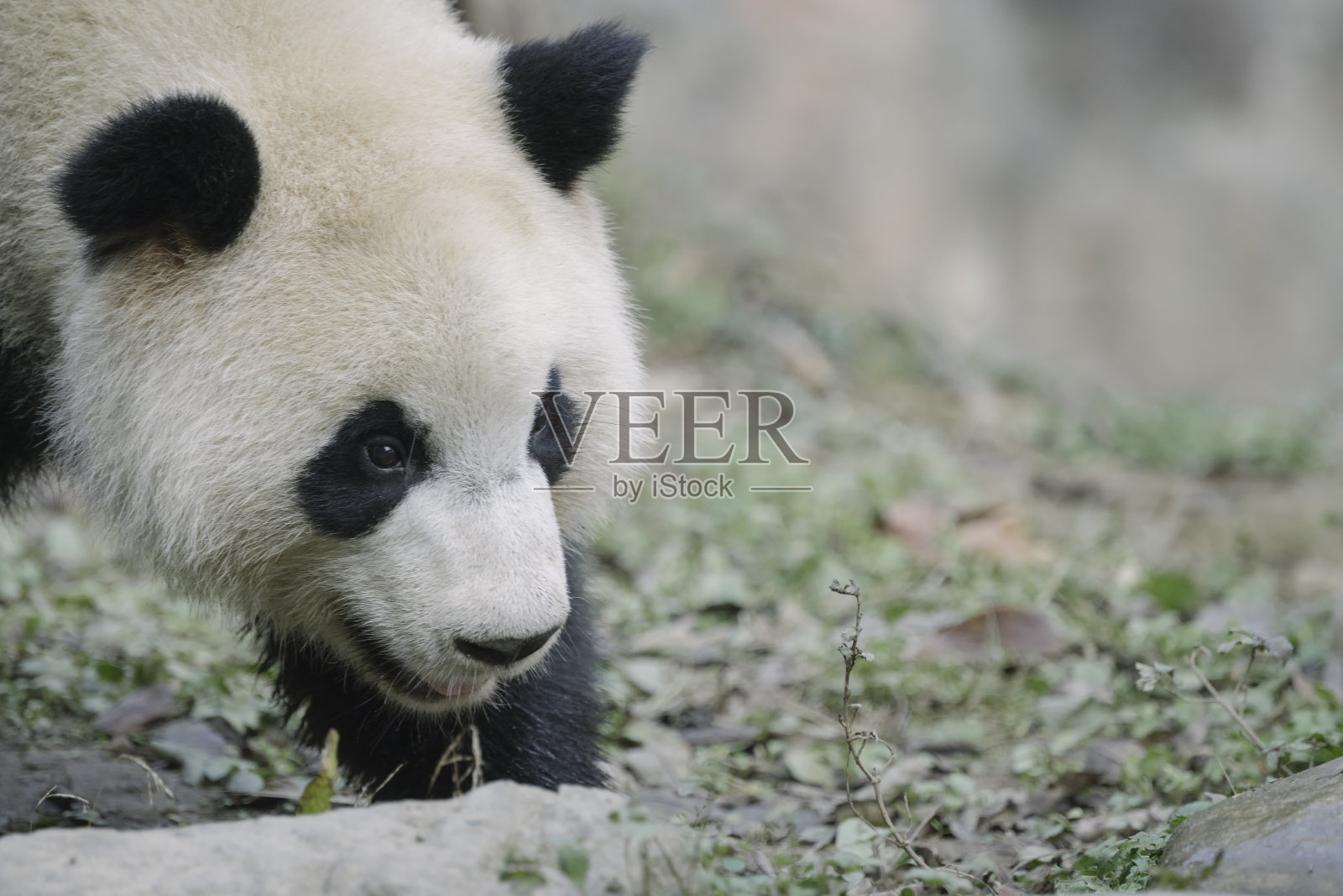 运营成都大熊猫照片摄影图片
