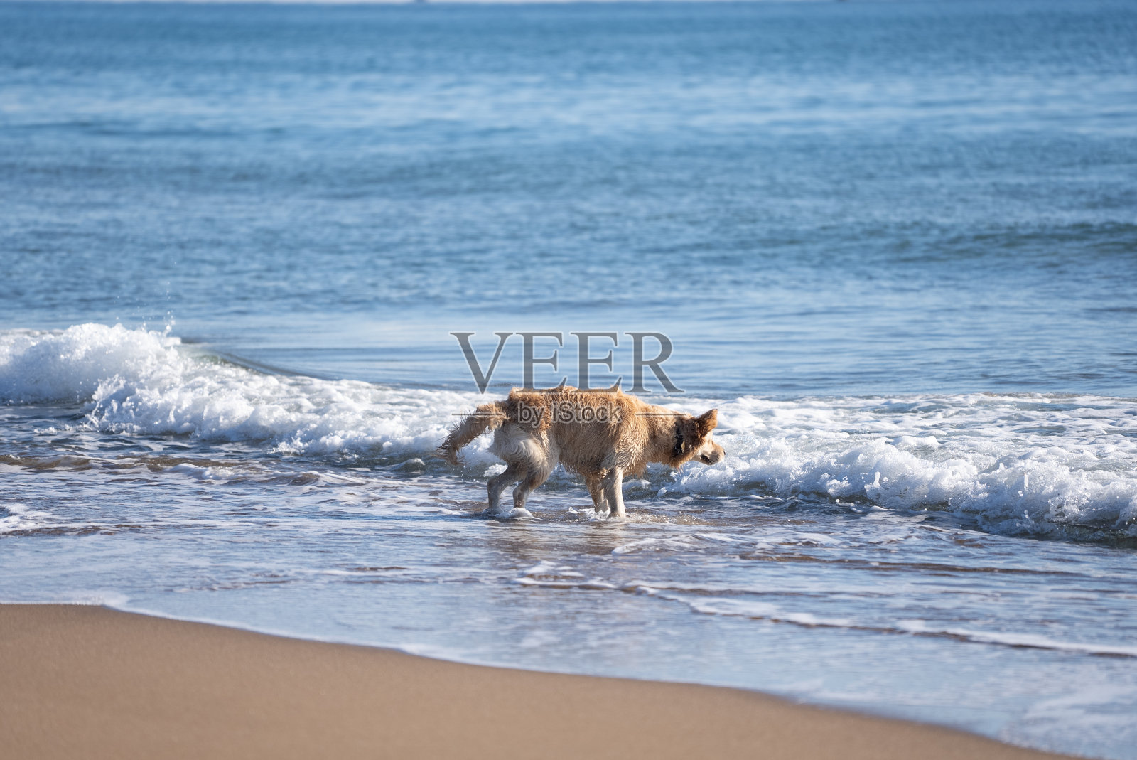 金毛寻回犬在游泳后摇掉水照片摄影图片