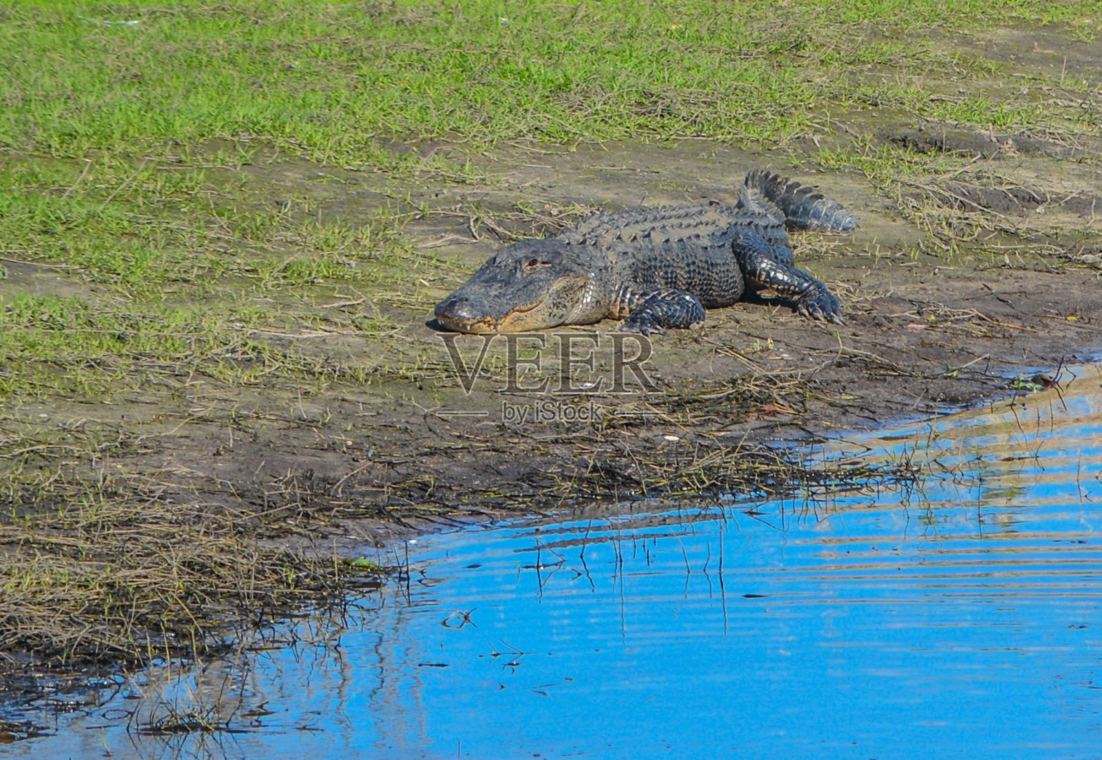 麦卡河州立公园有美洲短吻鳄。佛罗里达州萨拉索塔县萨拉索塔的一种大型水生爬行动物照片摄影图片