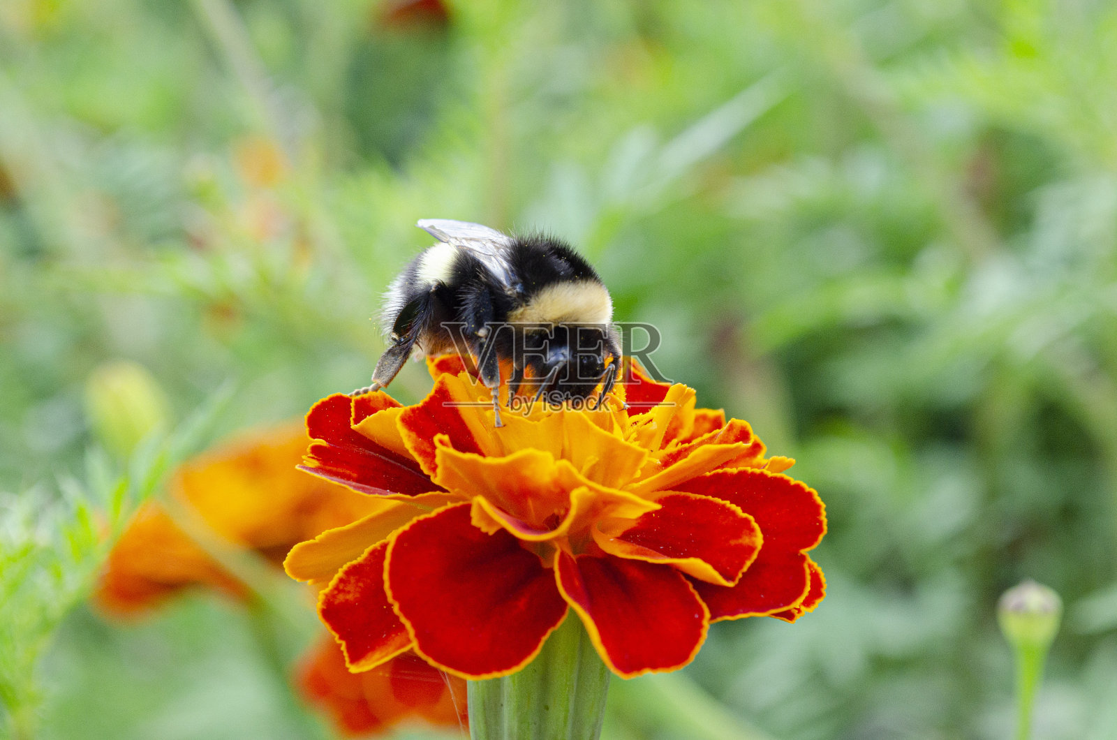 一只大黄蜂坐在一朵花上收集花粉。花的自然授粉。照片摄影图片