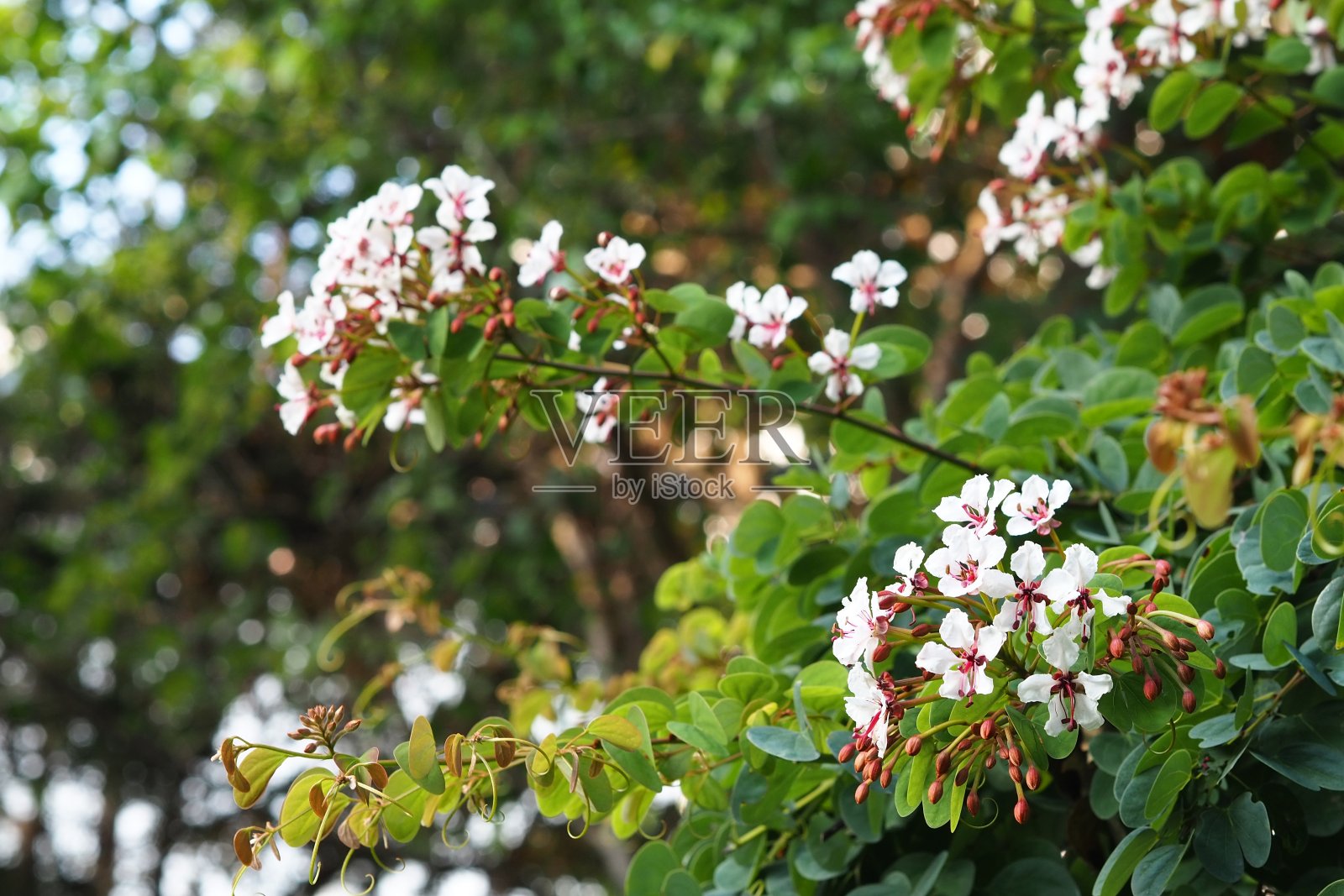 公园里的紫荆花照片摄影图片