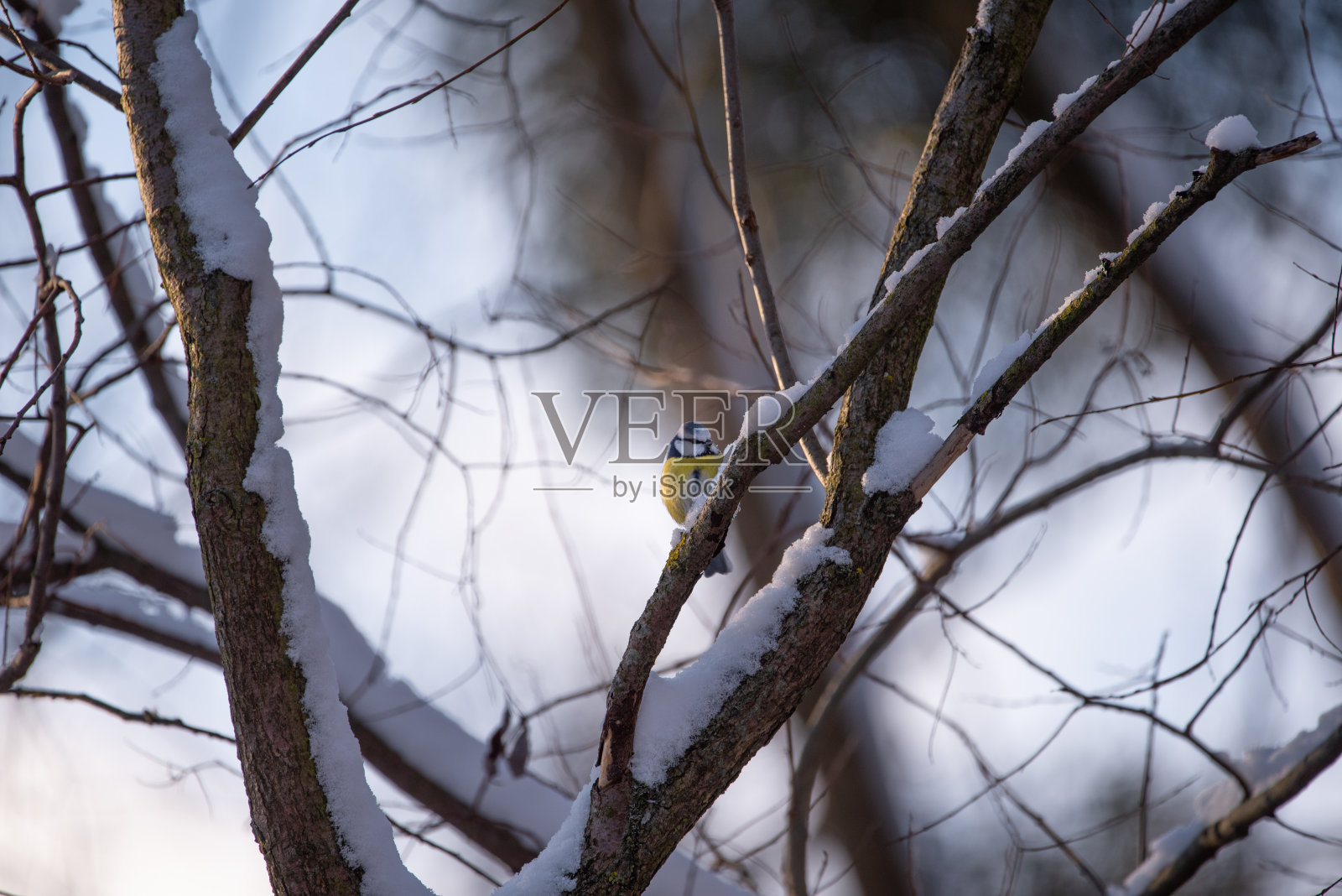树枝上的鸟照片摄影图片