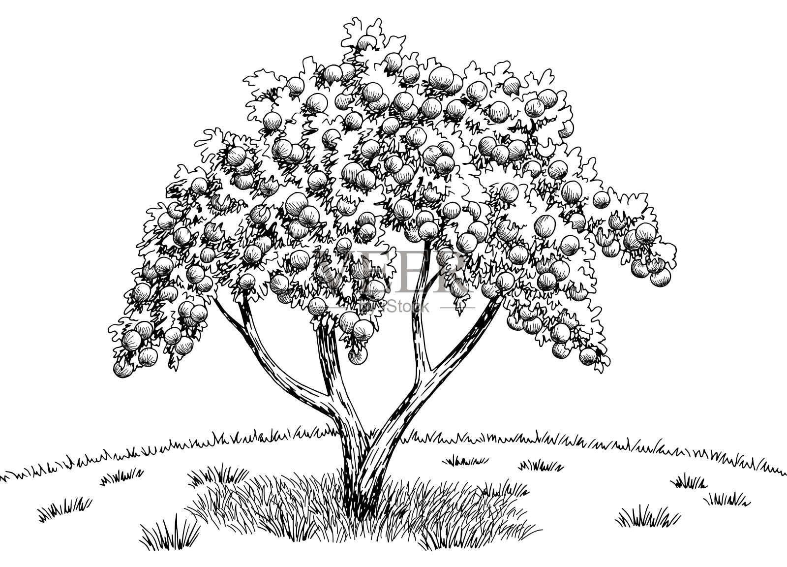 苹果花园图形黑白景观草图插图矢量插画图片素材