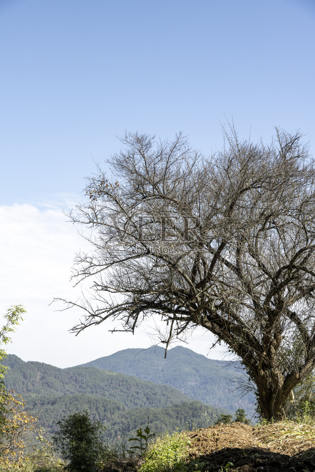 一个银杏树照片摄影图片