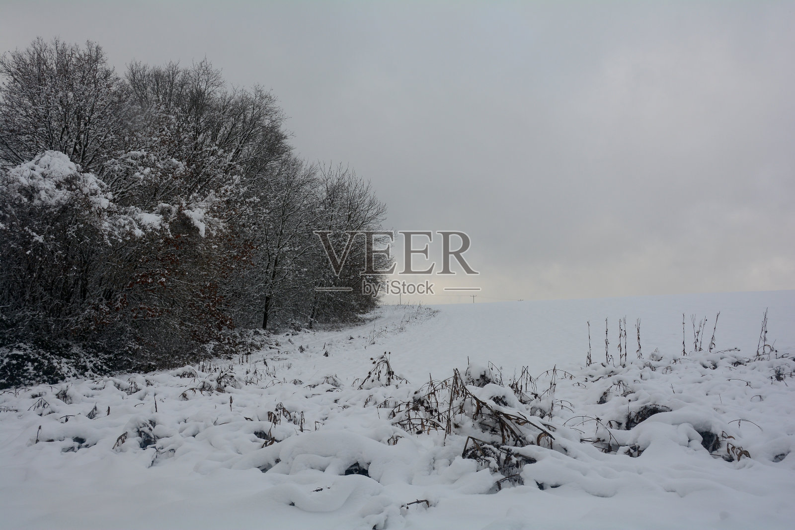 冬天的景观有树木,田野和大量的雪照片摄影图片