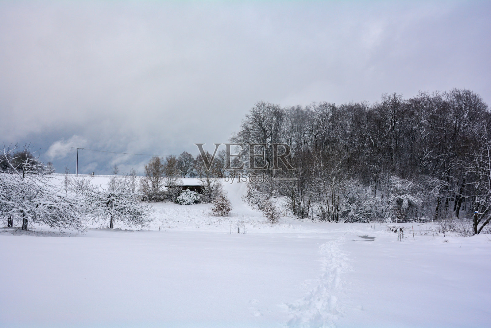 有树木和田野的冬季景观照片摄影图片
