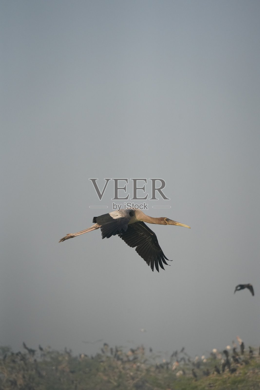 鸟类在飞行中照片摄影图片