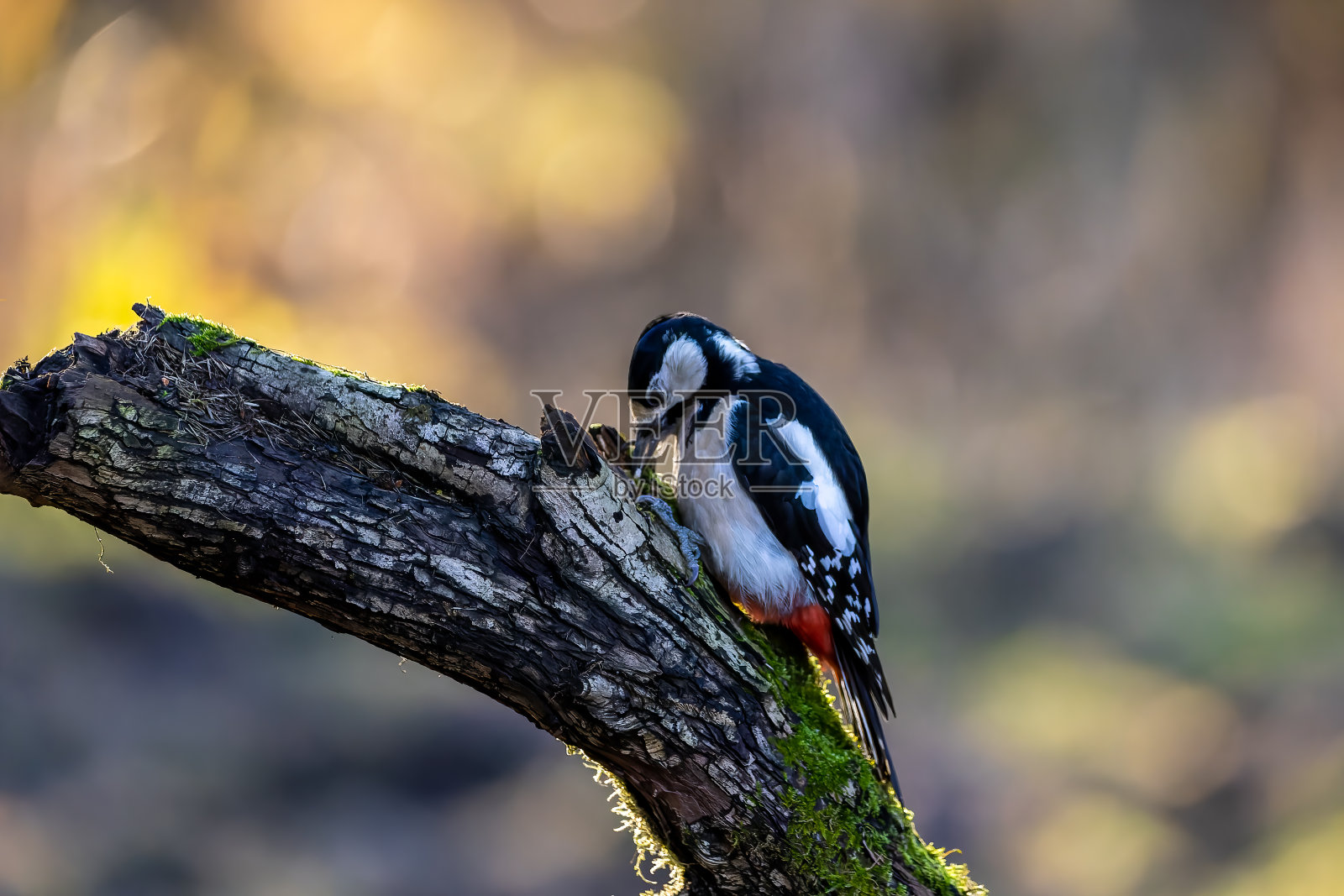 在冬天一个阳光明媚的日子里,一只斑点大的啄木鸟在Mönchbruch池塘的小森林里寻找树枝上的食物。美丽的模糊散景,由阳光透过树木照射而成。照片摄影图片