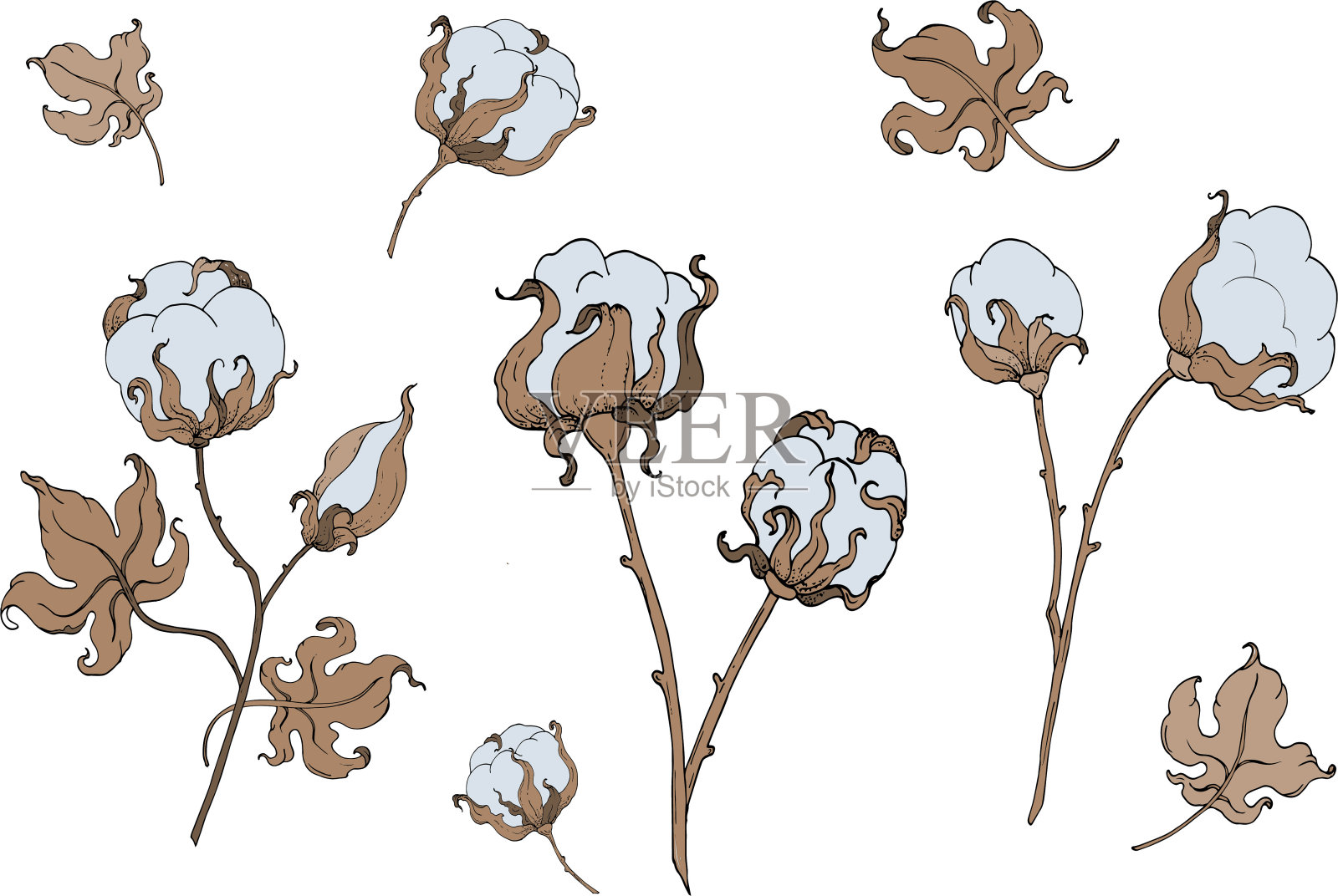 设置棉花花和叶子。矢量图插画图片素材
