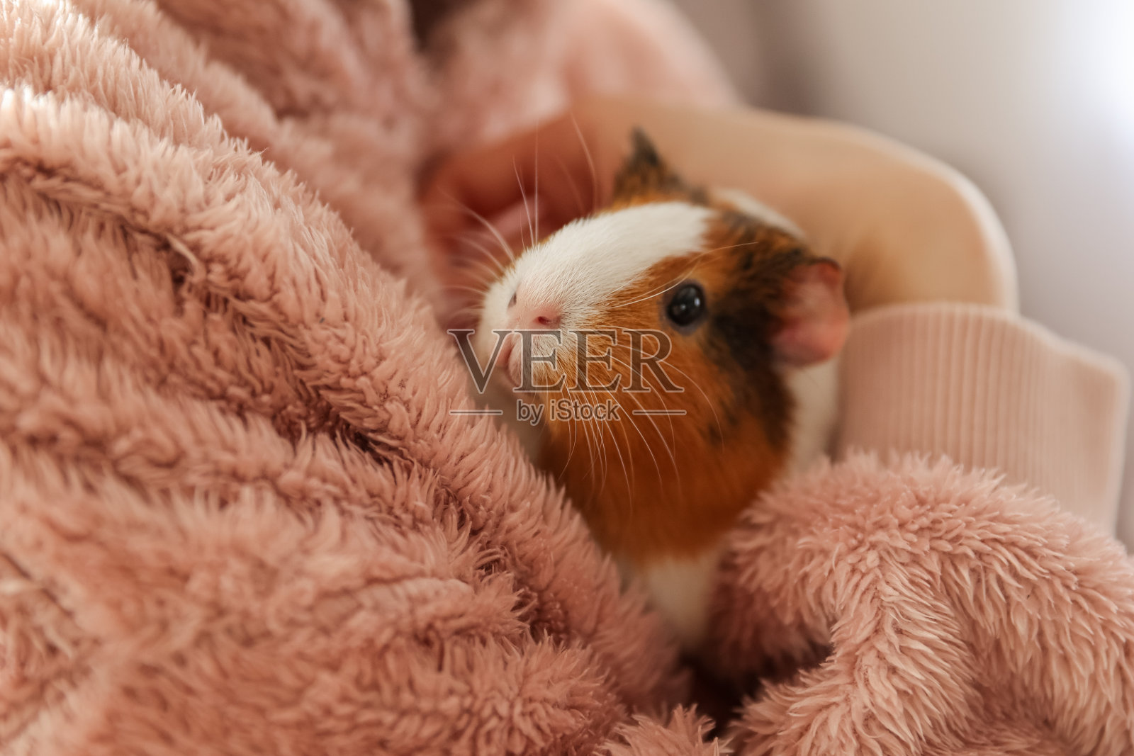 可爱的豚鼠在女孩的怀里,孩子和动物的概念照片摄影图片