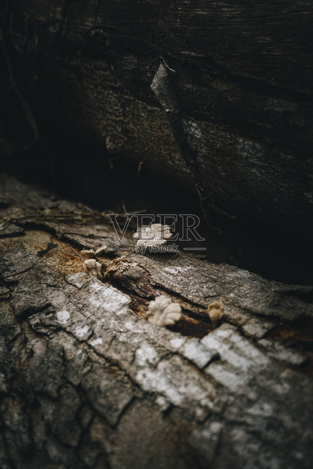 风化的木材作为背景照片摄影图片