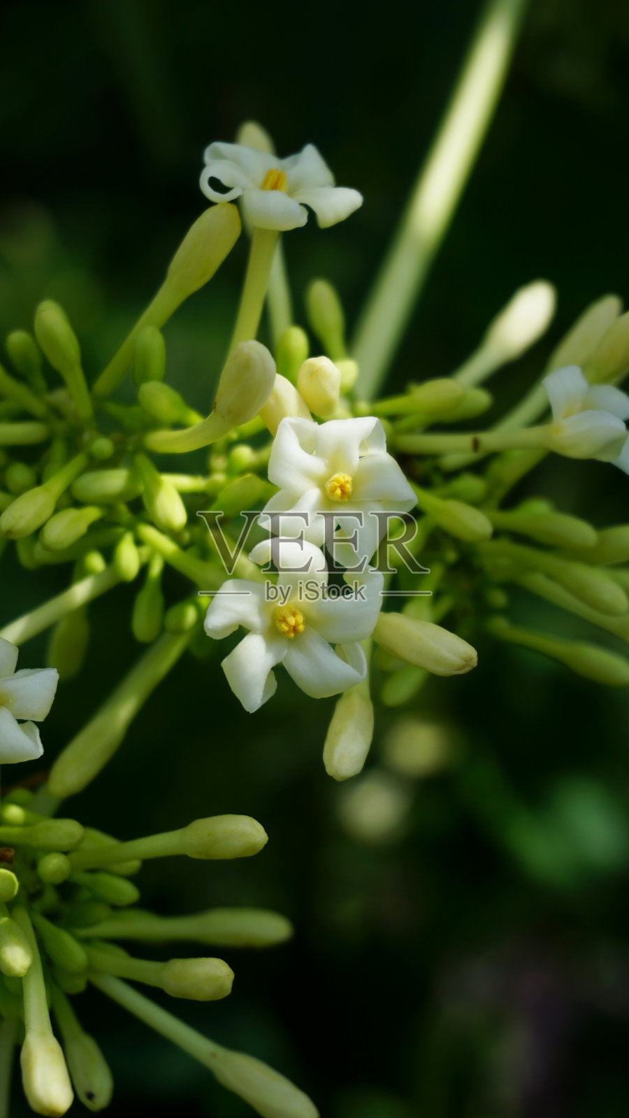 番木瓜照片摄影图片